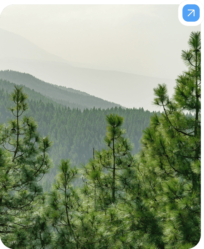 Das Bild zeigt eine weite, grüne Waldlandschaft mit vielen Nadelbäumen, die sich über mehrere Hügel und Bergrücken erstrecken. Im Hintergrund verschwimmen die Konturen der Berge im Dunst, was dem Bild eine ruhige und friedliche Atmosphäre verleiht. Die verschiedenen Grüntöne der Bäume und die sanften Abstufungen der Landschaft vermitteln einen Eindruck von Natur und Weite.