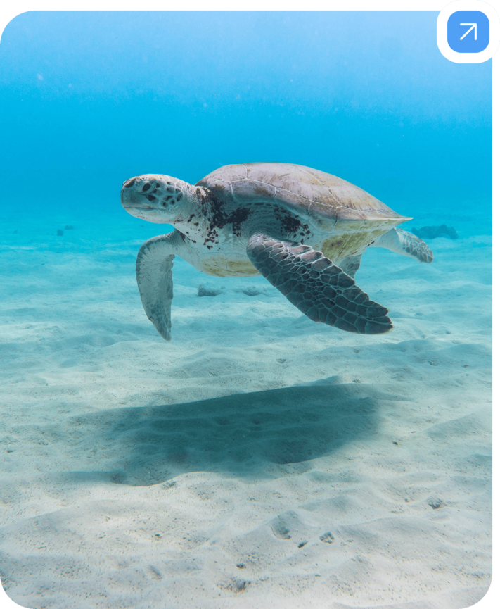 Eine Meeresschildkröte schwimmt elegant durch das klare, blaue Wasser über einem sandigen Meeresboden. Ihr Panzer ist groß und leicht gewölbt, die Flossen sind weit ausgebreitet. Das Licht der Sonne dringt durch das Wasser und wirft einen Schatten der Schildkröte auf den Sand. Die Umgebung wirkt ruhig und friedlich.