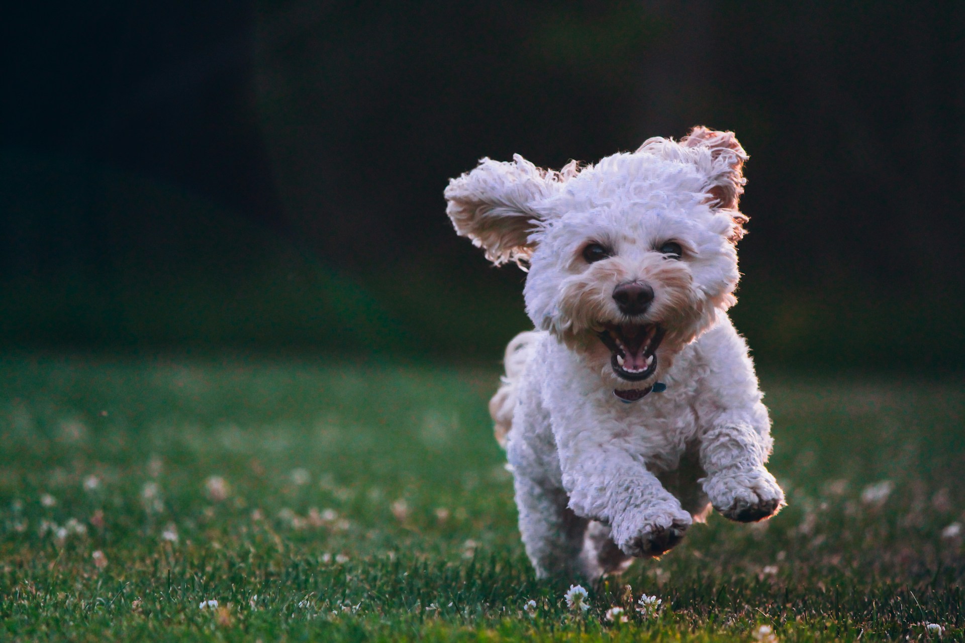 Wie viel kostet eine Krankenversicherung für einen Hund?