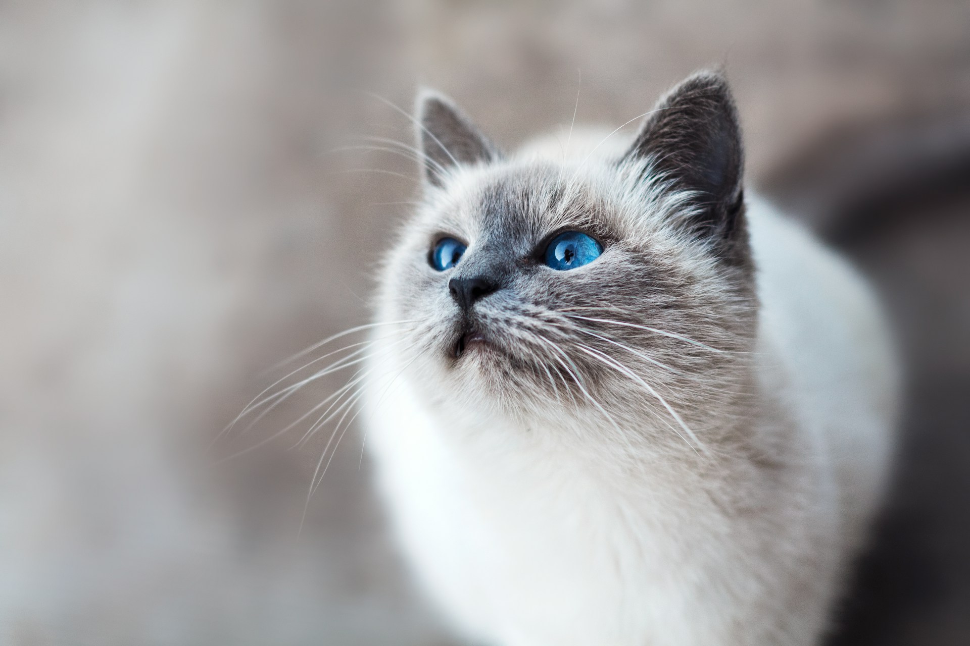 Wie viel kostet eine Krankenversicherung für Katzen?