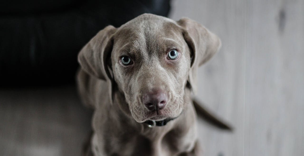 Welche Versicherungen sind für meinen Hund notwendig?